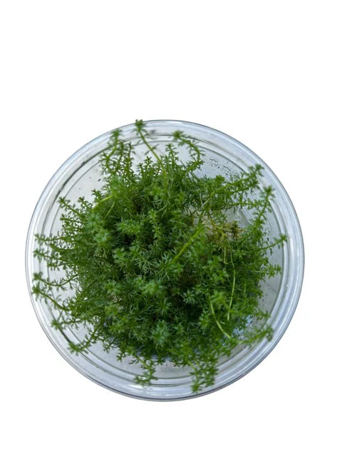 TC Myriophyllum 'Guyana'