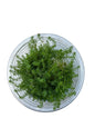 TC Myriophyllum 'Guyana'
