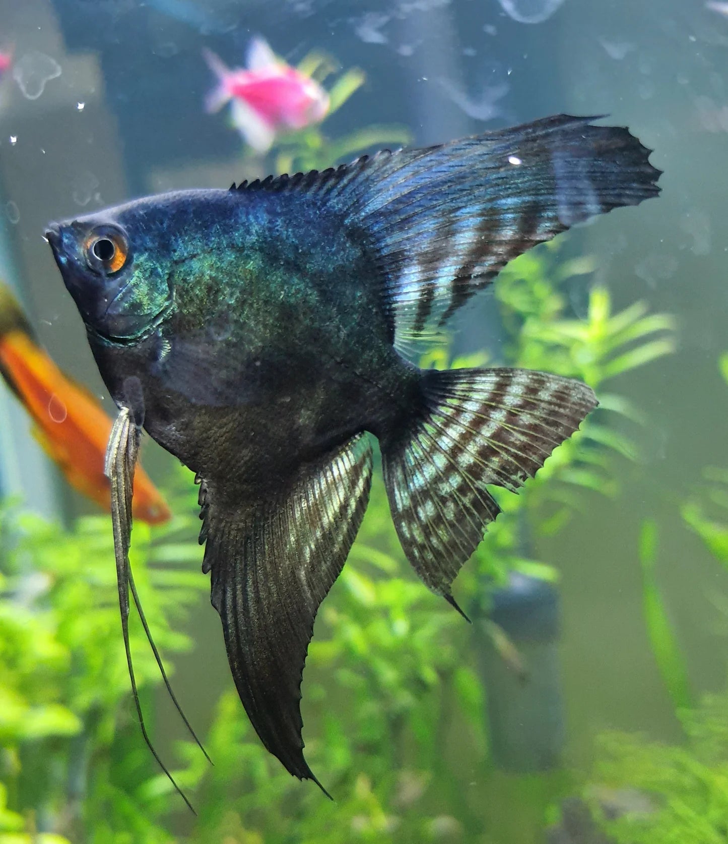 Angelfish Black Green Avatar 5cm