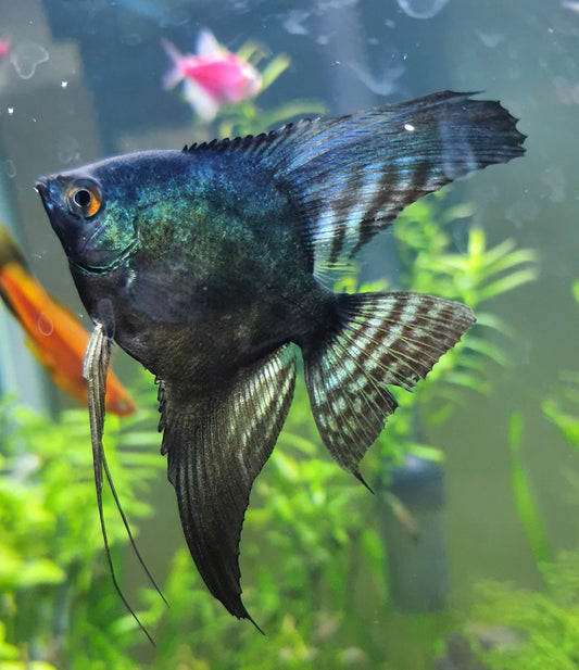 Angelfish Black Green Avatar 5cm