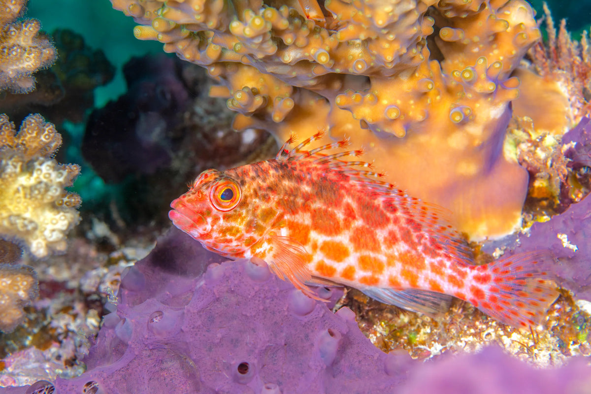 Hawkfish Hawkfish - Pixy (Cirrhitichthys oxycephalus) – Aquarium Gallery