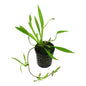 Echinodorus quadricostatus 'Broad Leaf Chain' Sword