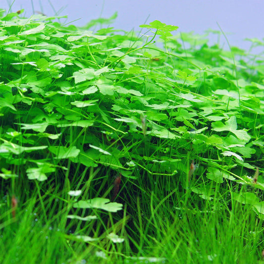 Tissue Culture Hydroctyle tripartita "Japan" Mini