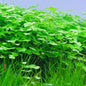 Tissue Culture Hydroctyle tripartita "Japan" Mini