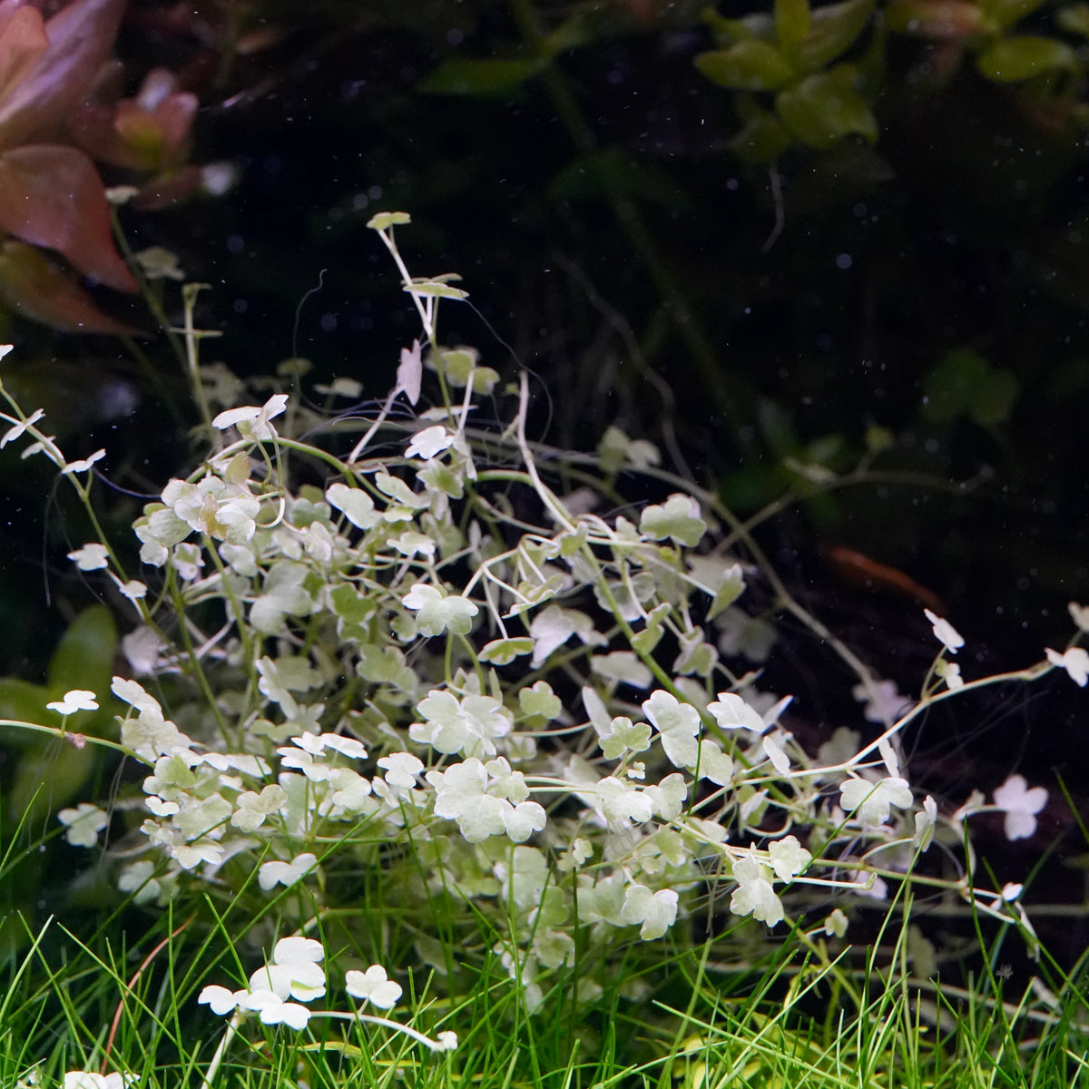 Hydrocotyle tripartita Mini 'Variegated' (Rare)