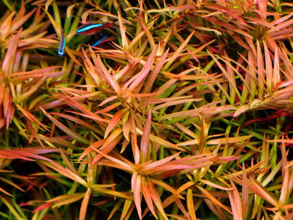 Ludwigia arcuata (Needle Leaf Ludwigia)