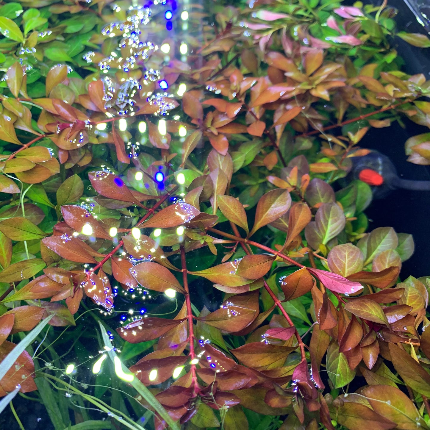 Ludwigia natans