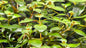 Ludwigia repens