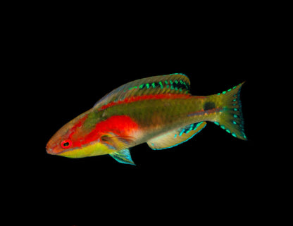 Wrasse - Exquisite Fairy