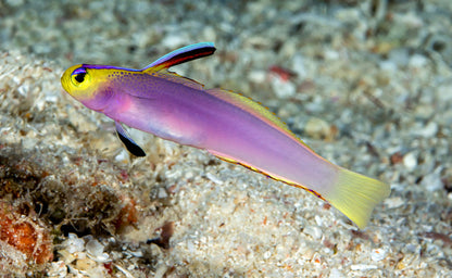 Goby Helfrich Firefish/Dartfish (Nemateleotris helfrichi) "Very Rare"