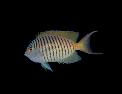 Angelfish Zebra *Reef Safe* (Genicanthus melanospilos) - Male