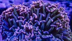 Hammer Coral - Walling (Euphyllia ancora)