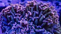 Hammer Coral - Walling (Euphyllia ancora)