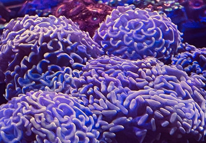 Hammer Coral - Walling (Euphyllia ancora)
