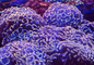 Hammer Coral - Walling (Euphyllia ancora)