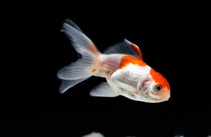 Goldfish - Oranda Red & White
