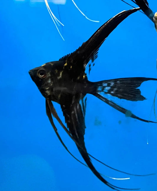 Angelfish Black Veiltail 4.5cm