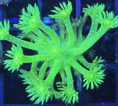Flower Pot Corals (Goniopora, Alveopora, Bernardpora sp.)