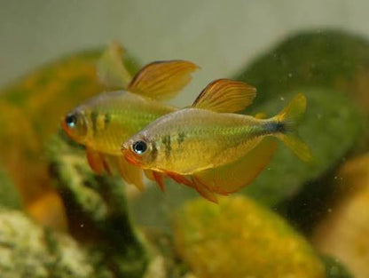 Tetra Raccoon (Hyphessobrycon procyon)