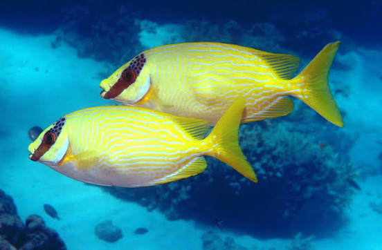 RabbitFish - Coral (Siganus puellus)