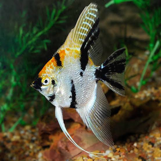 Angelfish Multicolour Veiltail