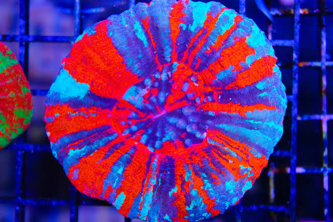 Doughnut Corals (Scolymia sp.)