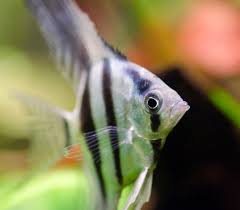 Angelfish Veiltail Silver