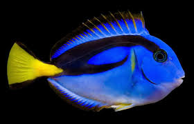 Tang Blue/Hippo (Paracanthurus hepatus)