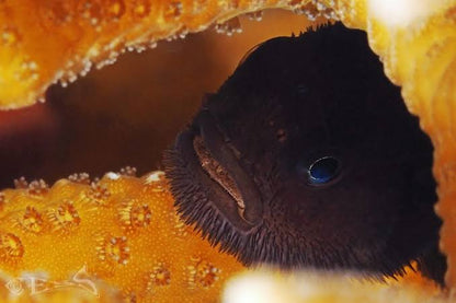 Goby Dark Coral (Paragobiodon melanosoma)