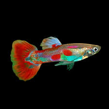 Guppy Pigeon Blood Male
