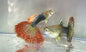 Guppy Cobra/Mosaic - Various