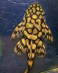 Pleco - Honeycomb Bristlenose L519
