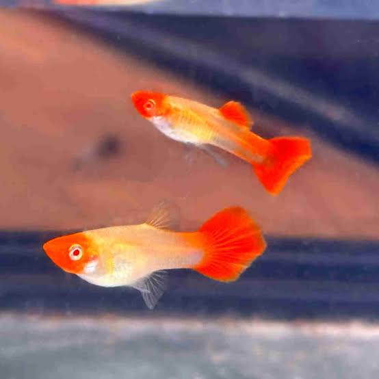 Guppy Red Koi