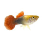 Guppy Golden Tuxedo Male