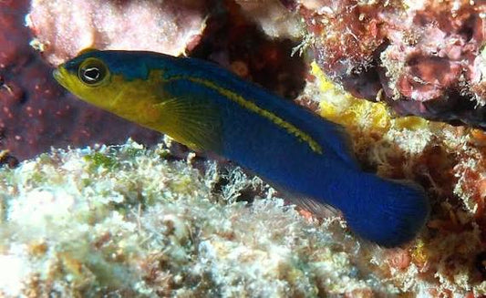 Dottyback - Surge (Pseudochromis cyanotaenia)