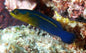 Dottyback - Surge (Pseudochromis cyanotaenia)