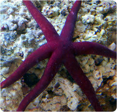 Sea Star / Starfish