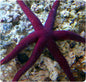 Sea Star / Starfish