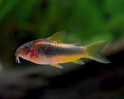 Corydora - Red Laser (Corydoras aeneus) CW014