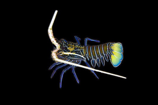 Painted Crayfish (Panulirus versicolour)