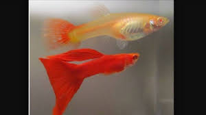 Guppy Moscow Red M/F