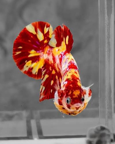 Betta PKHM Nemo Male