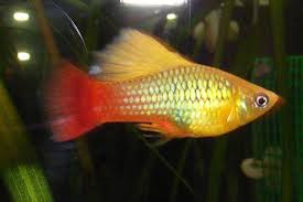 Platy HIFin Sunset