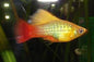 Platy HIFin Sunset
