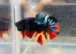 Betta PKHM Black Candy