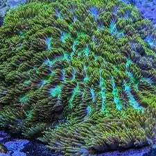 Horn Corals (Hydnophora, Merulina sp.)