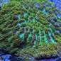 Horn Corals (Hydnophora, Merulina sp.)