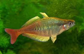 Freshwater Rainbowfish – Aquarium Gallery