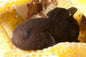 Goby Dark Coral (Paragobiodon melanosoma)