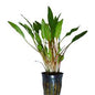 Cryptocoryne lutea - mesh pot